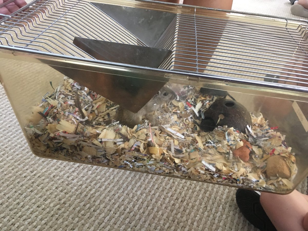 Learning about mammals at the Austin Nature Center! #Reaganrays