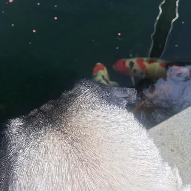 jevansinteriors's tweet photo. Paloma has been watching the Koi in the garden today!
.
.
#palomafriday #pugfriday #pugs #pugsofinstagram #puglife #pug #dogsofinsta #pugsofinsta #sunshine #koi #pond #garden #animallove #johnevansdesign https://t.co/feQeWN1jFX https://t.co/FGwh02zzNu