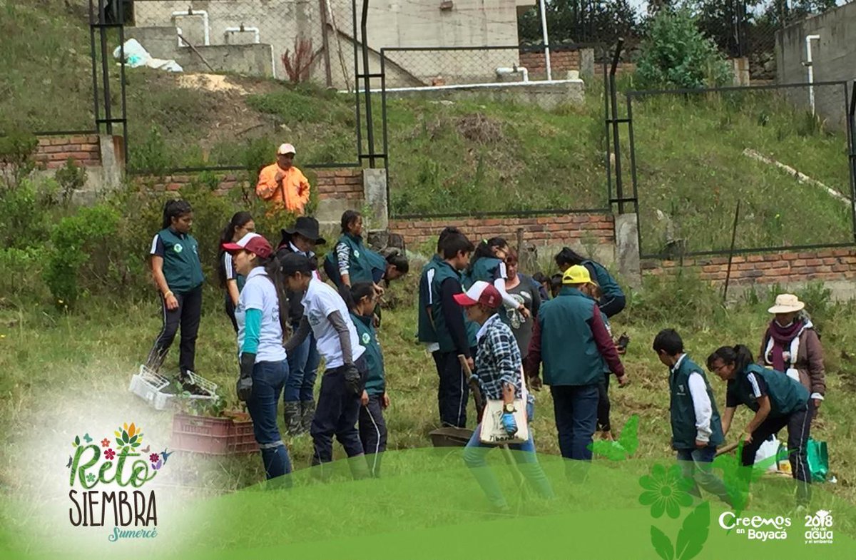 GobBoyaca's tweet photo. La vereda #Ayalas del municipio de #Tibasosa también es #RetoSiembraSumercé. 150 plantas entre roble Alizo y mortiño son sembrados por toda la comunidad. https://t.co/MGT8QBV3Jy
