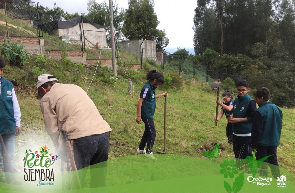 GobBoyaca's tweet photo. La vereda #Ayalas del municipio de #Tibasosa también es #RetoSiembraSumercé. 150 plantas entre roble Alizo y mortiño son sembrados por toda la comunidad. https://t.co/MGT8QBV3Jy