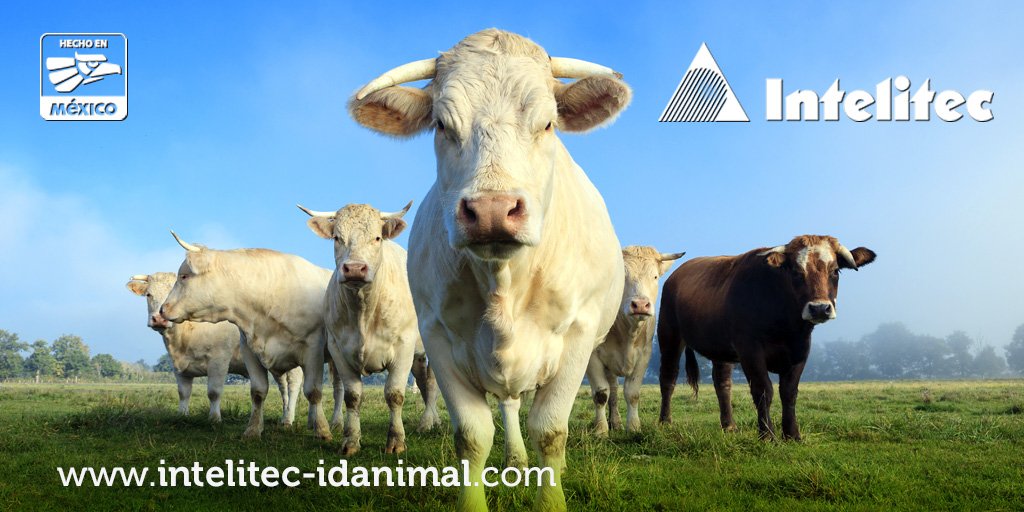 Intelitec's tweet photo. En #Intelitec somos líderes en sistemas de identificación animal https://t.co/n5l3gMKPMm