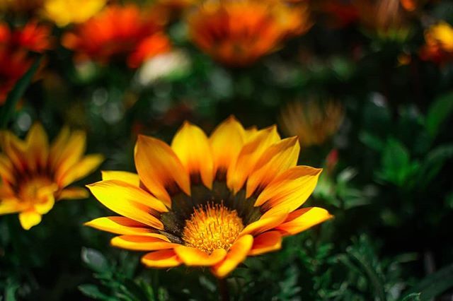 BinitGajera's tweet photo. "Raise your words not your voice. It is rain that grows flowers not thunder."
.
.
.
.
.
.
.
#sunflower #sunflowers #garden #gardenfield #flowerstagram #flower #flowers #yellow #photography #canon #theme #dark #power #motivation #beauty #people #voice #go… https://t.co/0VgCHVNlXl https://t.co/O5rUiLi6gy
