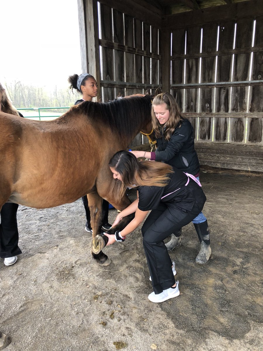 MTC_VetScience's tweet image. Equine care @ Virginia Tech MARE Center