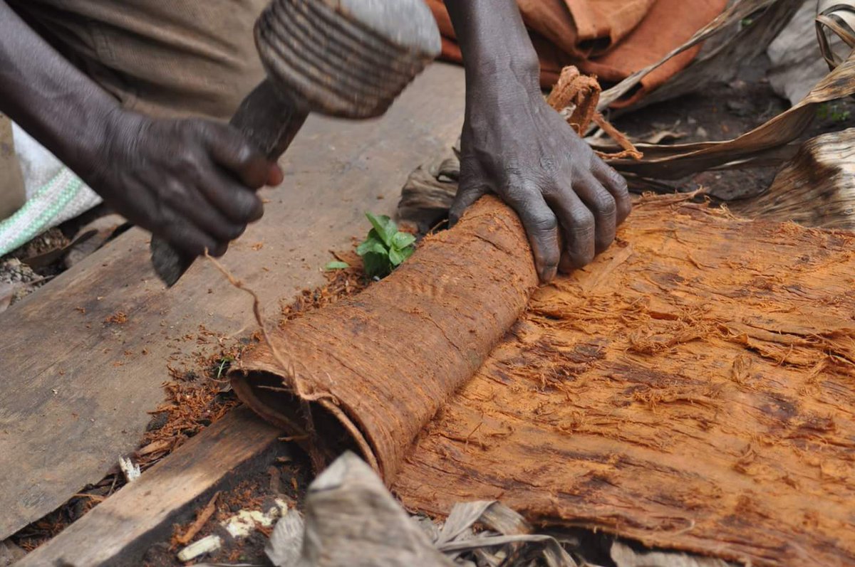 KawumaJoseph3's tweet photo. The Barkcloth.
This is Buganda's traditional wear made from the bark of a Ficus Natalesis specie. https://t.co/fBkMuTIR0w