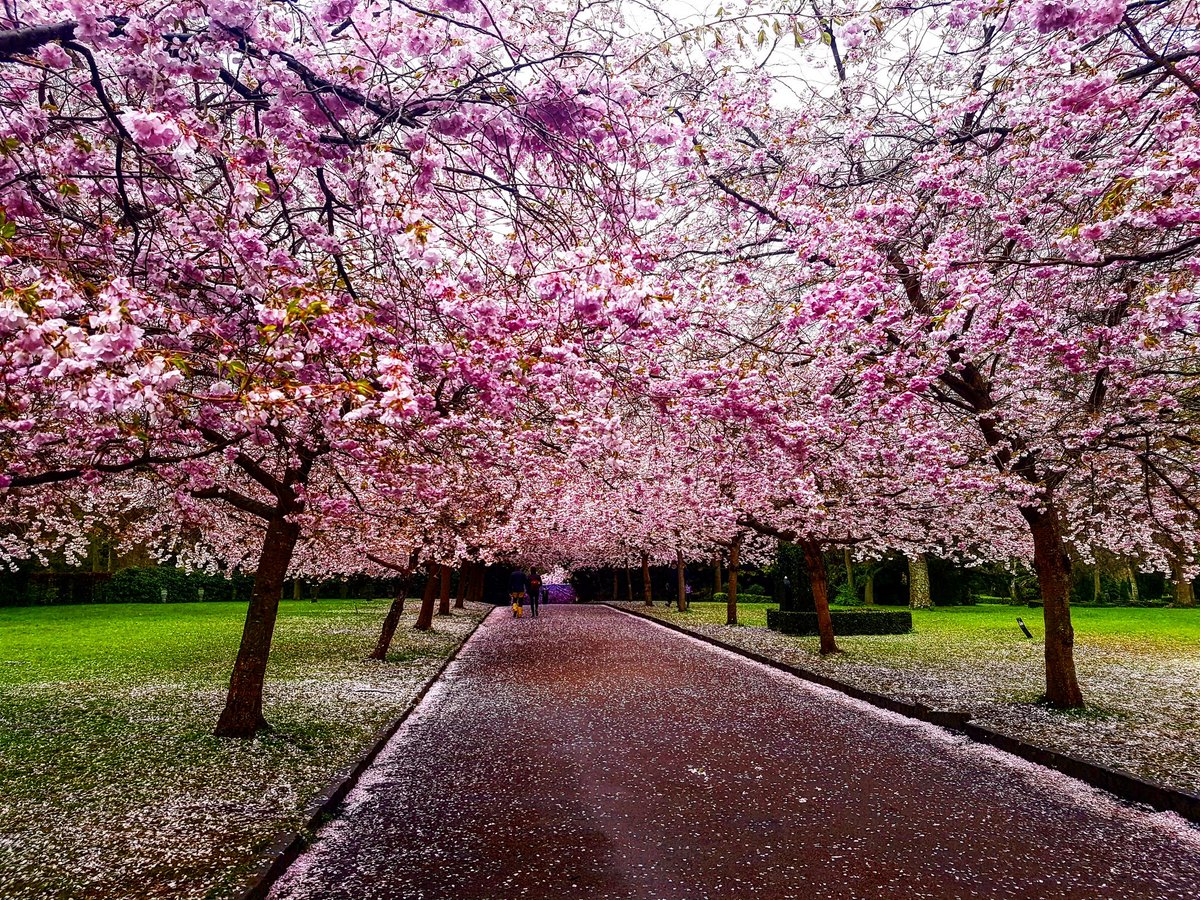 A beautiful sight in #Copenhagen 🌸 #bispebjerg #kirsebæralleen
