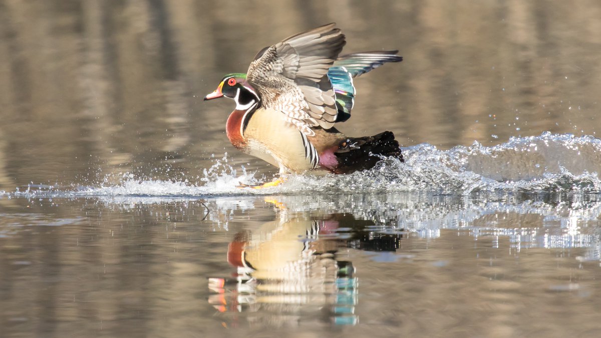 SandySandymsj's tweet photo. Wood ducks are back in Ottawa :-) @BlacksWeather @myottawa @Ottawa_Tourism @CWF_FCF #spring #nature #MyOttawa https://t.co/MvlCZ1Wvl1