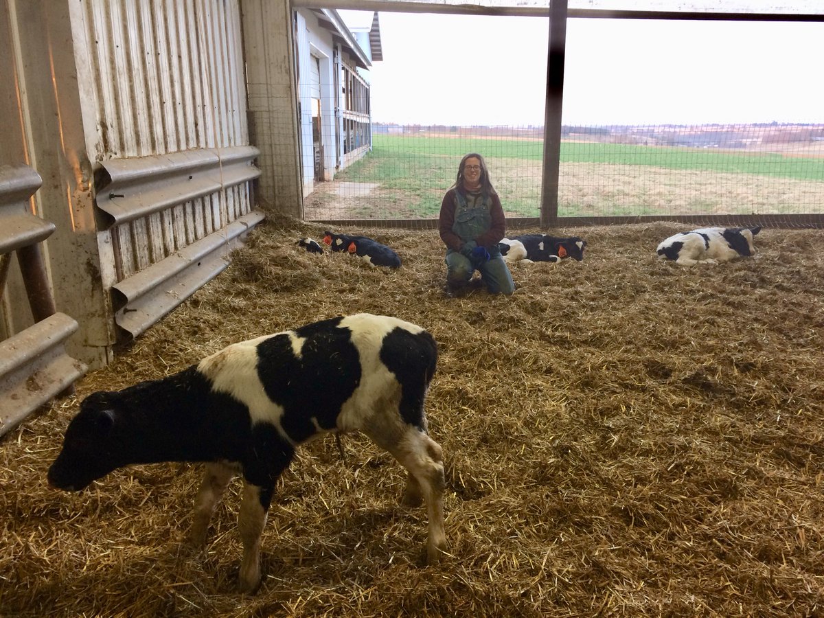 KateReichling's tweet photo. Busy day of calving on the #farm with 6 #calves born within 24 hours. One you can’t see. #littlemiracles #farmlife. https://t.co/L2F55zl4og