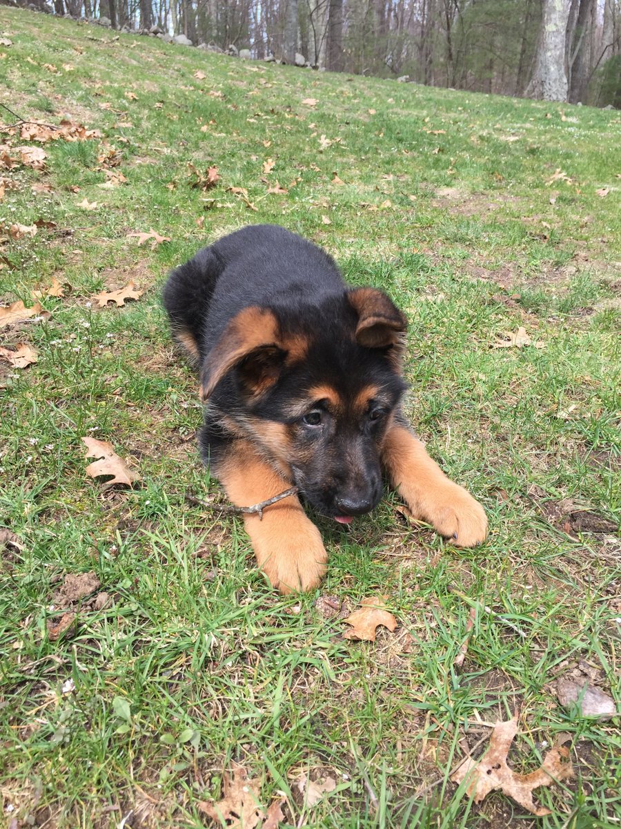 goldstar545's tweet photo. So my family got a new puppy https://t.co/qkd8MtVLTh