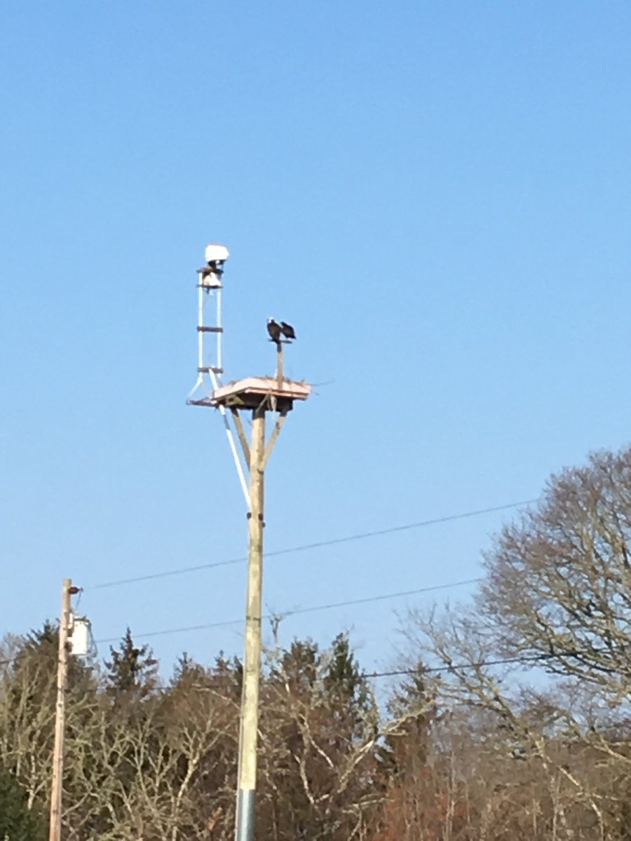 MagnarKvilhaug's tweet photo. Osprey back in MA! They are monitoring training runs for #Asembia18 5K. Looking forward to reconnecting and meeting those new to @asembiarx summit. Always a great learning event! See you there from https://t.co/mrk4sbfojc https://t.co/qK295Zv2bF