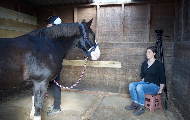 horseandhound's tweet photo. Horses can read and remember human emotions, scientists find https://t.co/AJOTTIGsp3 https://t.co/kCc5KSKuYh