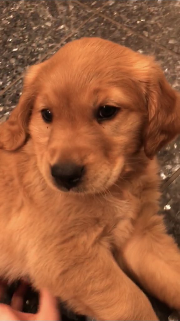 RebeccaSugars's tweet image. The only type of children I ever wanna have😭😍😫🐶 #puppymom #inlove