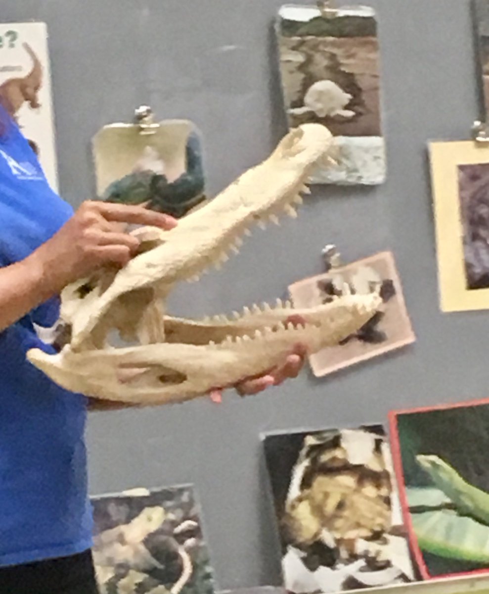 Did you know that crocodiles and alligators can hide their babies in their mouths for protection?#Reaganrays