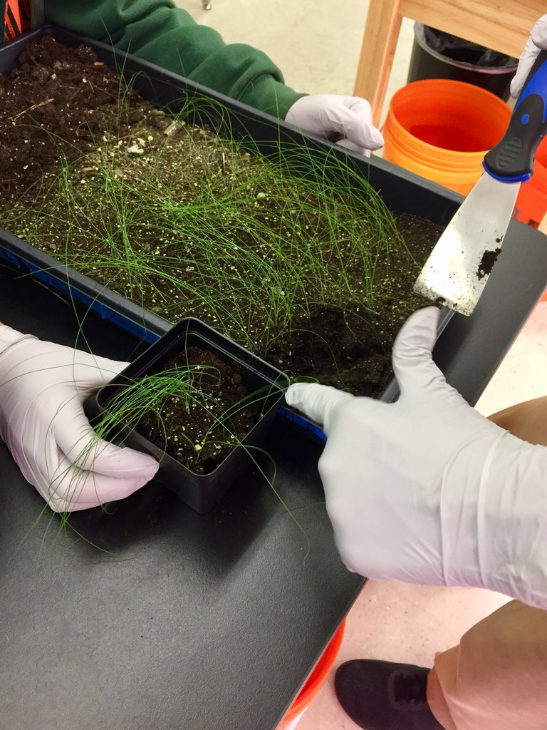 andrewkearns64's tweet photo. #Botany students at @josemartimast transferring muhly grass (Muhlenbergia capillaris) from indoor trays in our #botanylab to pots in our shadehouse! #FirstTime #SeedToOutplanting 😃🌿#mast1718 @FairchildGarden @fl_native_plant @flawildflowers @JennPossley https://t.co/EPUxxn84wP