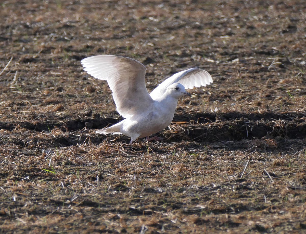 Mark Dowie on Twitter "Iceland Gull, Wootton Bassett. Wings positively