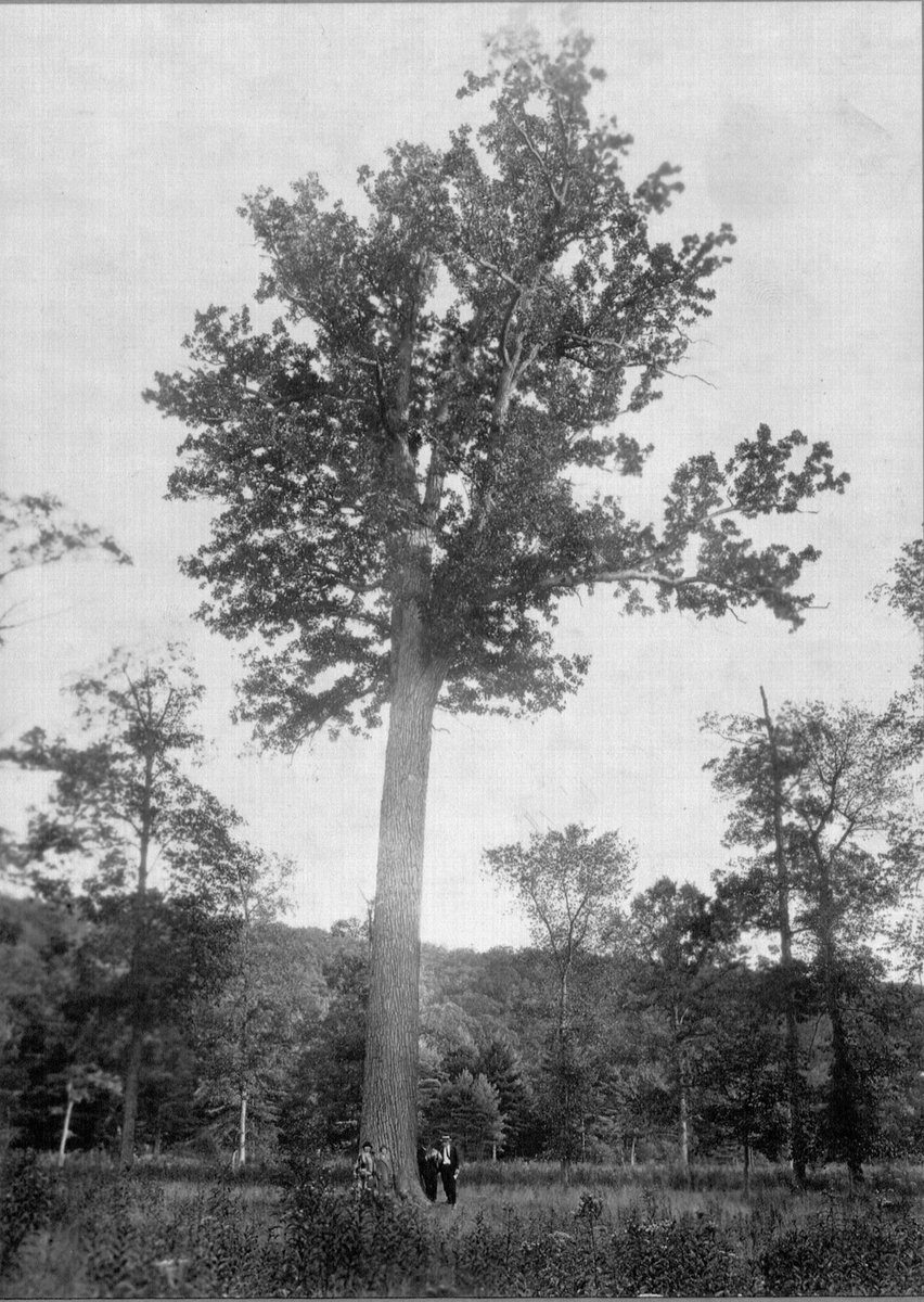 Pa Historical Museum Commission On Twitter In 1924 This Swamp White Oak In Huntingdon County Was Believed To Be The Largest Of Its Kind In Pennsylvania Arborday Archives Https T Co Zov60q1bu2
