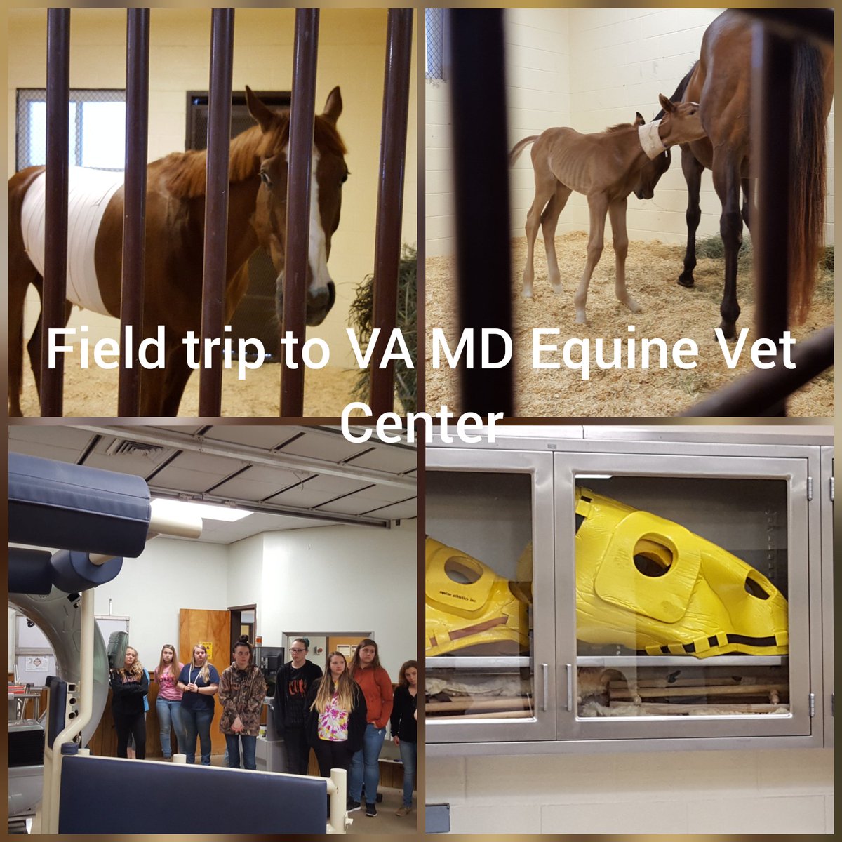linganoreffa's tweet photo. Linganore Pre-Vet/Large Animal Science &amp; Horse Care Management classes toured here today!
#FCPSCTE
#TEACHAG
#LHSAG https://t.co/NaWhWi8tJ1