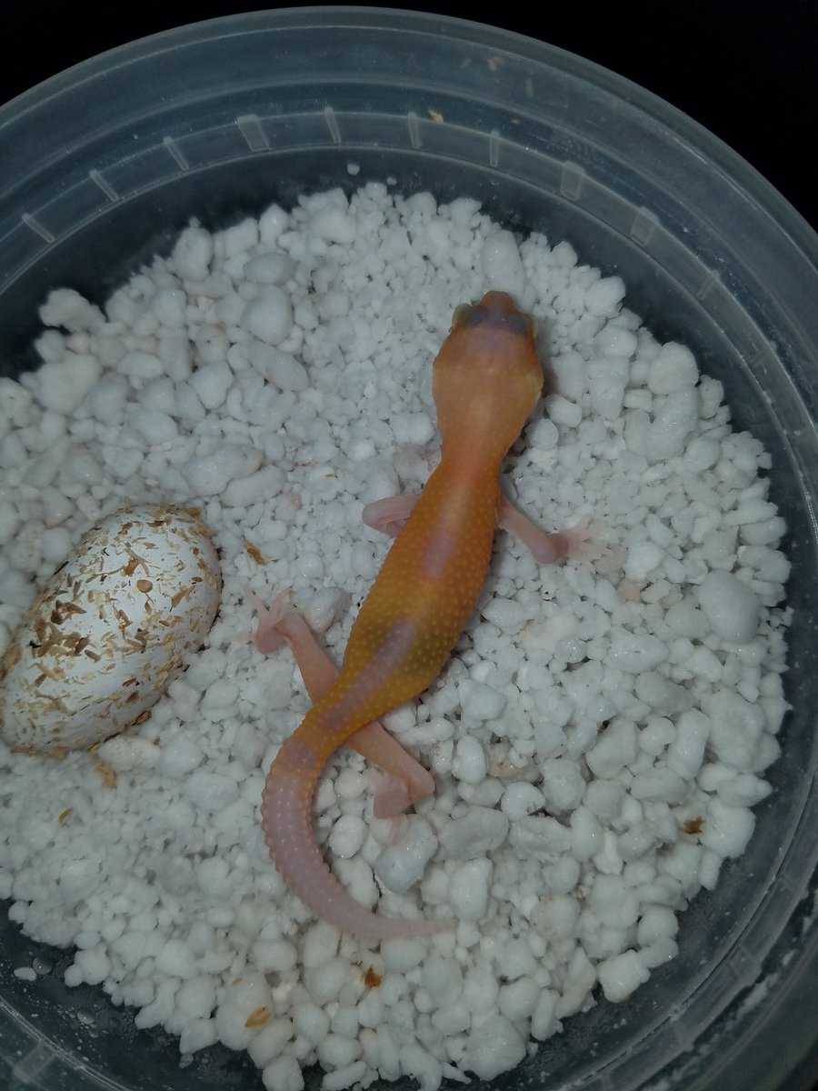 MidExoPets's tweet image. 