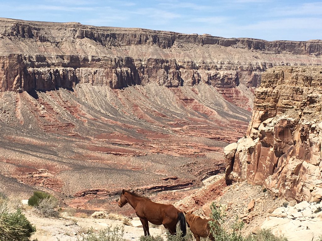 4 days. 33 miles. 1 amazing hiking trip thru the backside of the Grand Canyon. #HavasuFalls