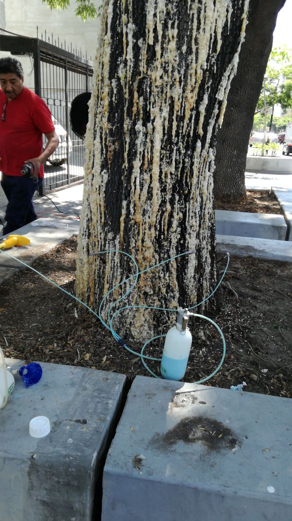 FIPRODEFO's tweet photo. Personal del #FIPRODEFO, utilizando la técnica de endoterapia, inyección de insecticidas, fungicidas o complejos nutritivos al sistema vascular de la planta, fuste, para salvar, Árbol de Fresno afectado por barrenador, Ilesinus aztecas, en zona metropolitana de Guadalajara. https://t.co/AeDYy66BMU