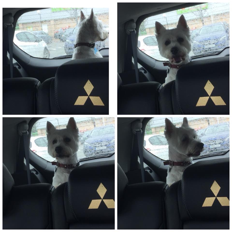 LittlePoochUK's tweet photo. Looking forward to a walk when the rain stops to show off my new haircut thanks to @GroomingByAimee https://t.co/8LIJ012EIr