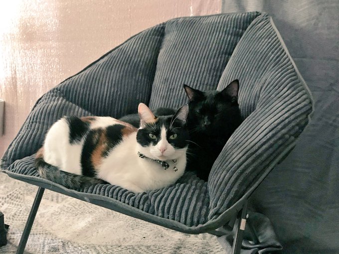 Apparently this new chair has gone to the cats. 😸 https://t.co/geBHvd6YJu<a href="/tag/mfc"class="tags"><span>#mfc</span></a>