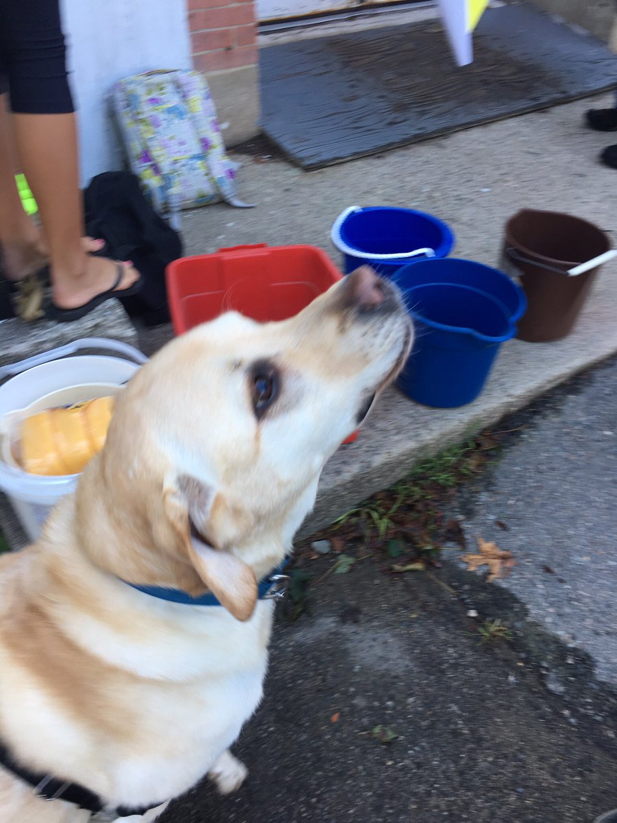 AmnestyIntPHS's tweet image. Car wash tomorrow!! Come by to help or get your car cleaned from 9-1!! Trooper may even make another appearance 👀