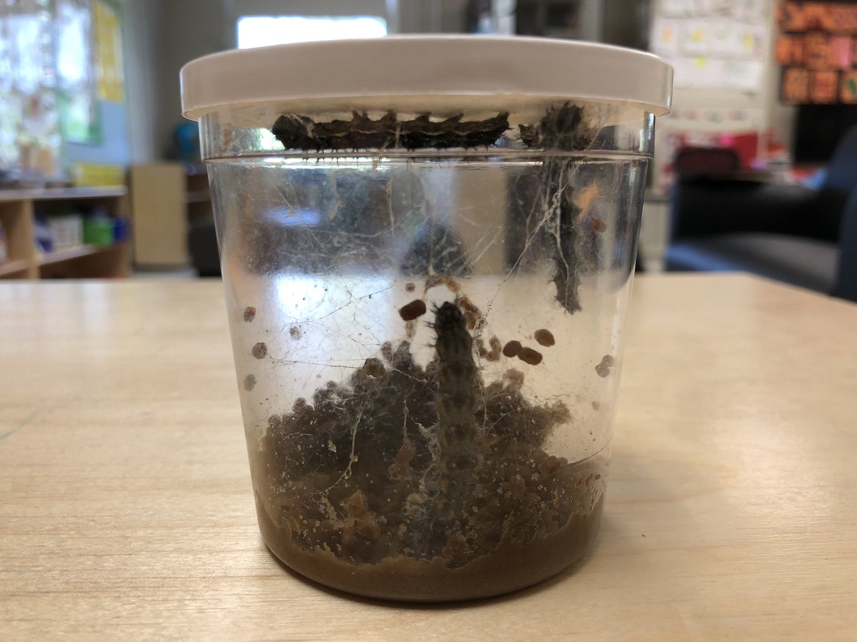 PeterFrancus's tweet photo. Some curious scientist observing the fast growth of our caterpillar friends! Thanks, @carolynhelmers for the Cup of Caterpillars! #weareFHSD https://t.co/JhbJ64dXlK