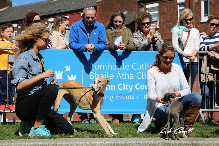 Get a taste of what's happening at tomorrow's #PetsintheCity & tune in to @SaturdayAMTV3 at 10.45am! @DublinSPCA will be showing off their Dog Agility Course!

#DublinEvent #dogsofdublin @events_DCC #Saturday