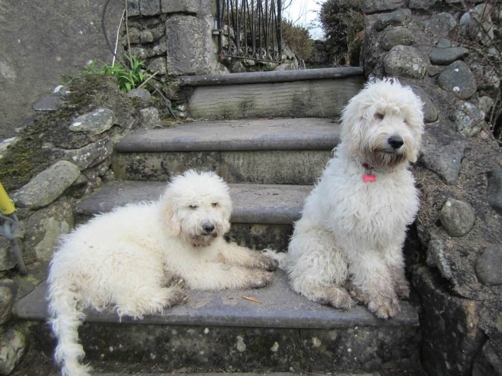 Do you struggle not being able to take your dogs everywhere with you? One dog owner shares her experience to find the perfect dog friendly cafe for her two pooches. timeforpaws.co.uk/blog/why-cant-…