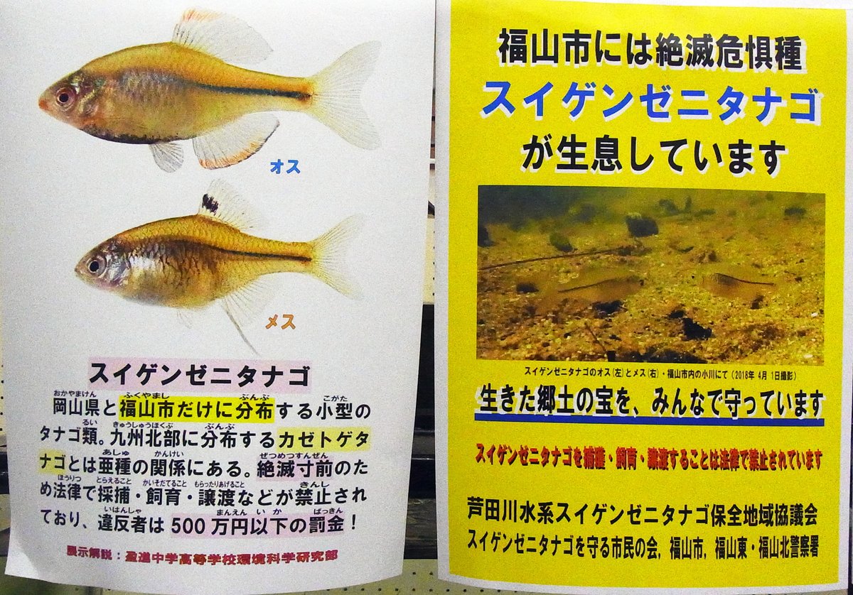 Rhodeus على تويتر 福山市ローズコムでスイゲンゼニタナゴ公開展示中 さあ 今日から大型連休 この連休に合わせて 福山市の生涯学習センター ローズコム ロビーで 芦田川水系産スイゲンゼニタナゴと淡水魚が無料公開展示中 スイゲンゼニタナゴ解説動画も上映して