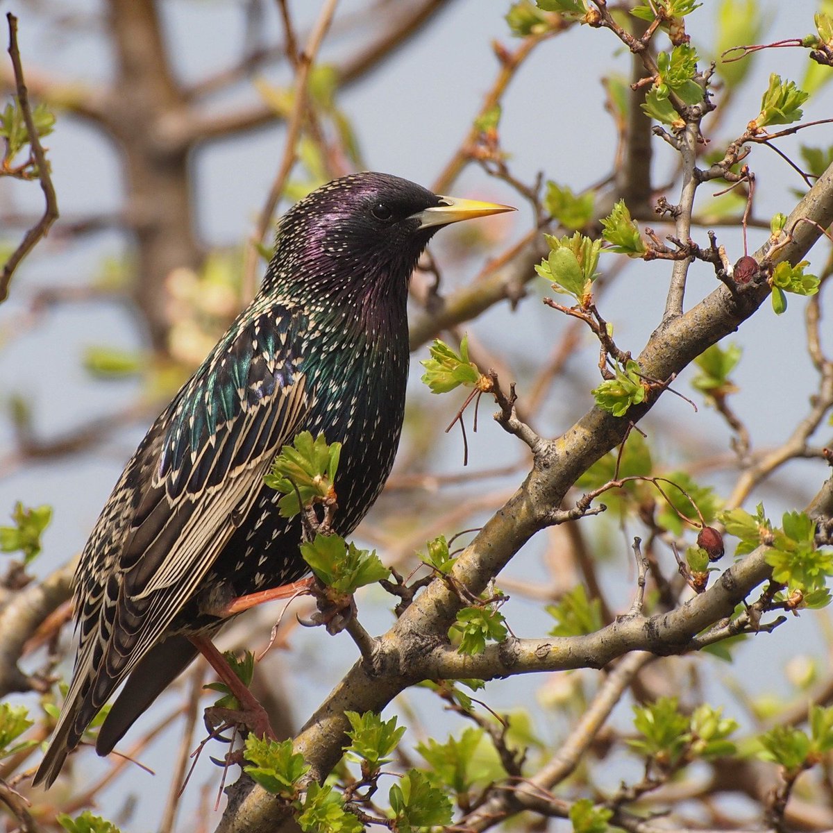 #DYK that contact with soil enriched with #starling droppings can lead to diseases like histoplasmosis