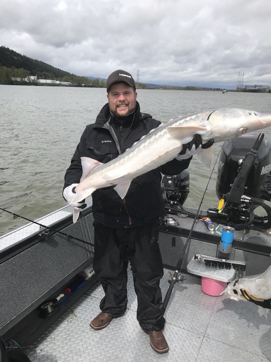 GuideOregon's tweet image. Salmon &amp;amp; Sturgeon combo trips! Book Now!!!!! northoregonfishing.com/salmon-sturgeo…