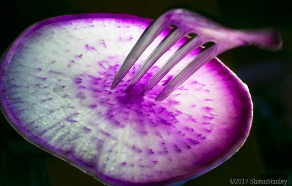 DurangoDining's tweet image. So excited for the opening day of #DurangoCo #FarmersMarket May 12th! Check out this beautiful &amp;amp; healthy locally grown Purple Daikon Radish! DM for farmer info. #durangofood #durangocolorado #durangophotographer #interiordesign #fineartprints