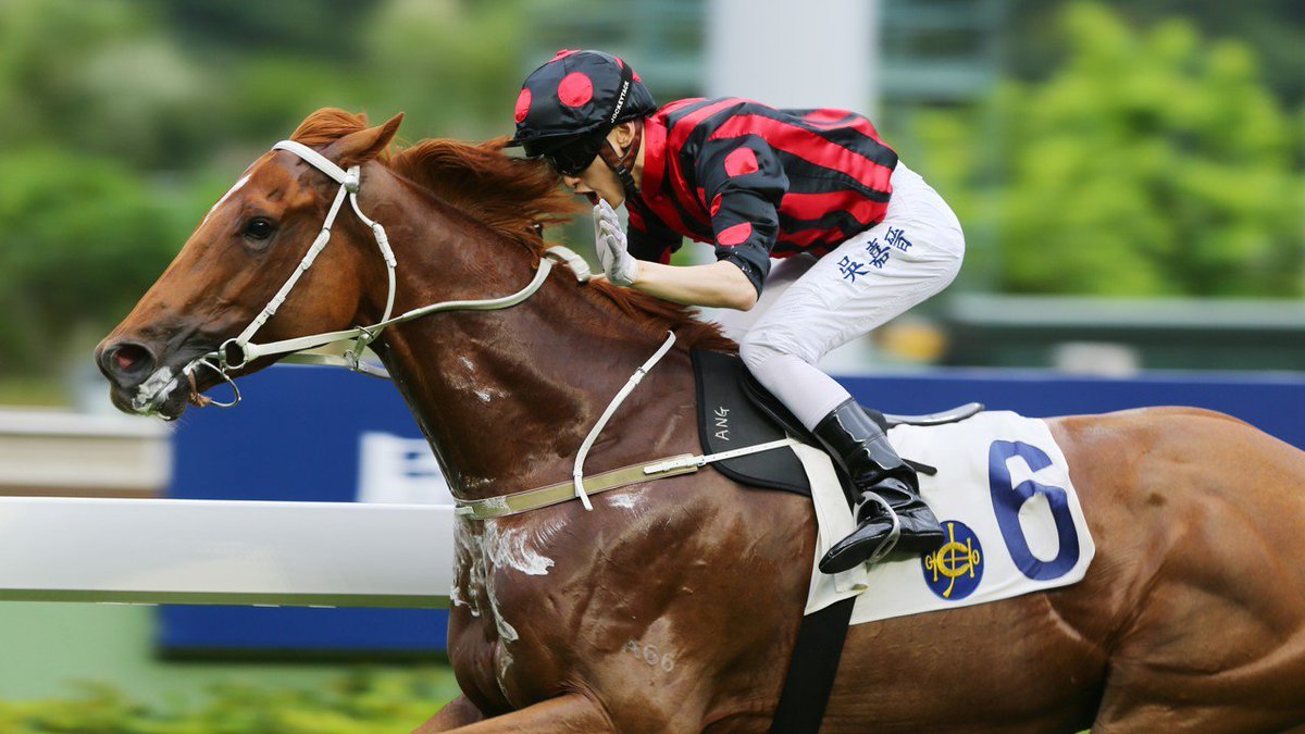 SecretariatsWld's tweet photo. The Japanese Raiders may have a tough challenge ahead for #APQEII at @httpHKJC ://bit.ly/2r4aEKx https://t.co/XHarmjJYvq