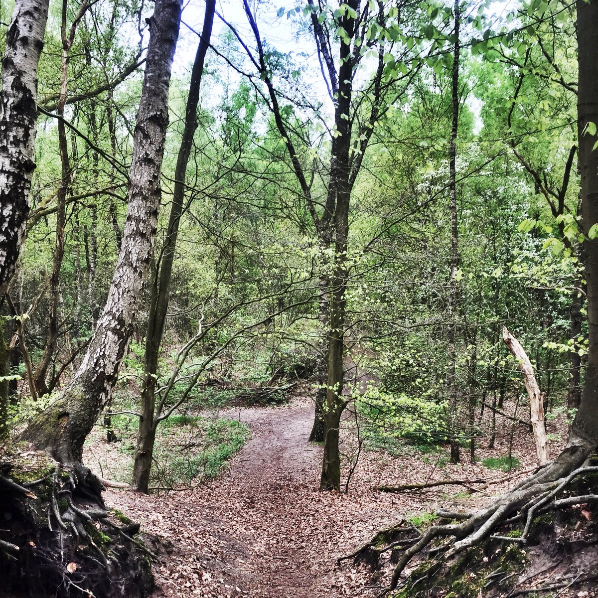 MyDailyGarbage's tweet photo. Blijkbaar is hardlopen en een paaltjes route volgen niet mijn ding. Na 1k was ik de witte route al kwijt. Vervolgens in rondjes gelopen 😬🙈 Ondanks de frustratie wel een beetje genoten van de natuur #trailrunning #Iloverunning Wel wandelaars maar geen @loopmaatjes in het bos https://t.co/88xfffSOy7