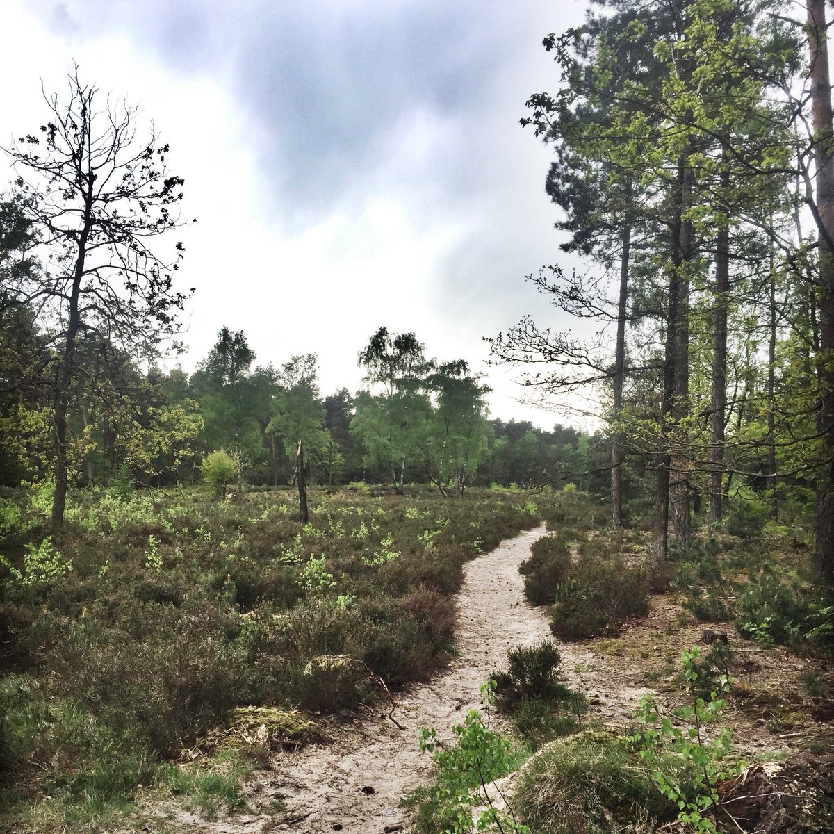 Blijkbaar is hardlopen en een paaltjes route volgen niet mijn ding. Na 1k was ik de witte route al kwijt. Vervolgens in rondjes gelopen 😬🙈 Ondanks de frustratie wel een beetje genoten van de natuur #trailrunning #Iloverunning Wel wandelaars maar geen <a href="/loopmaatjes/">Loopmaatjes</a> in het bos
