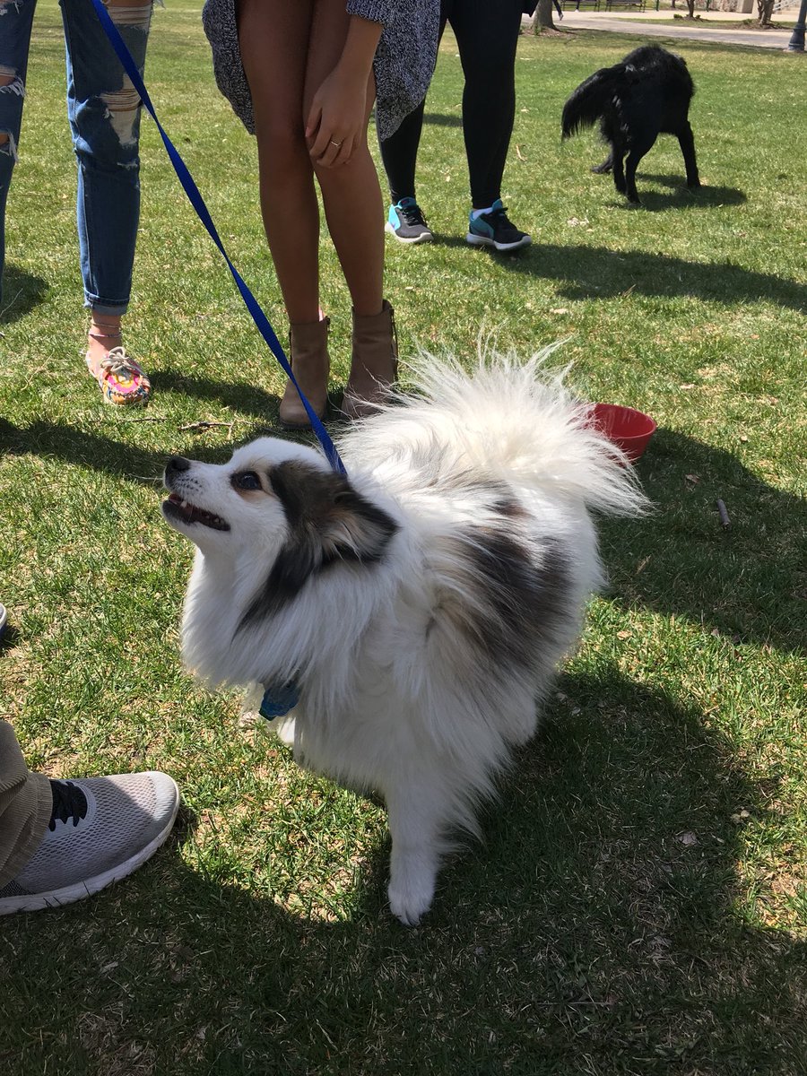 Delta Chi and <a href="/MarquetteKD/">Marquette Kappa Delta</a> are hosting Delta Dogs today at Marquette Central Mall from 10:30am-2:30pm! We will be selling hotdogs and giving students opportunity to meet some friendly dogs! All proceeds will go to the <a href="/TheVFoundation/">The V Foundation for Cancer Research</a> for cancer research!