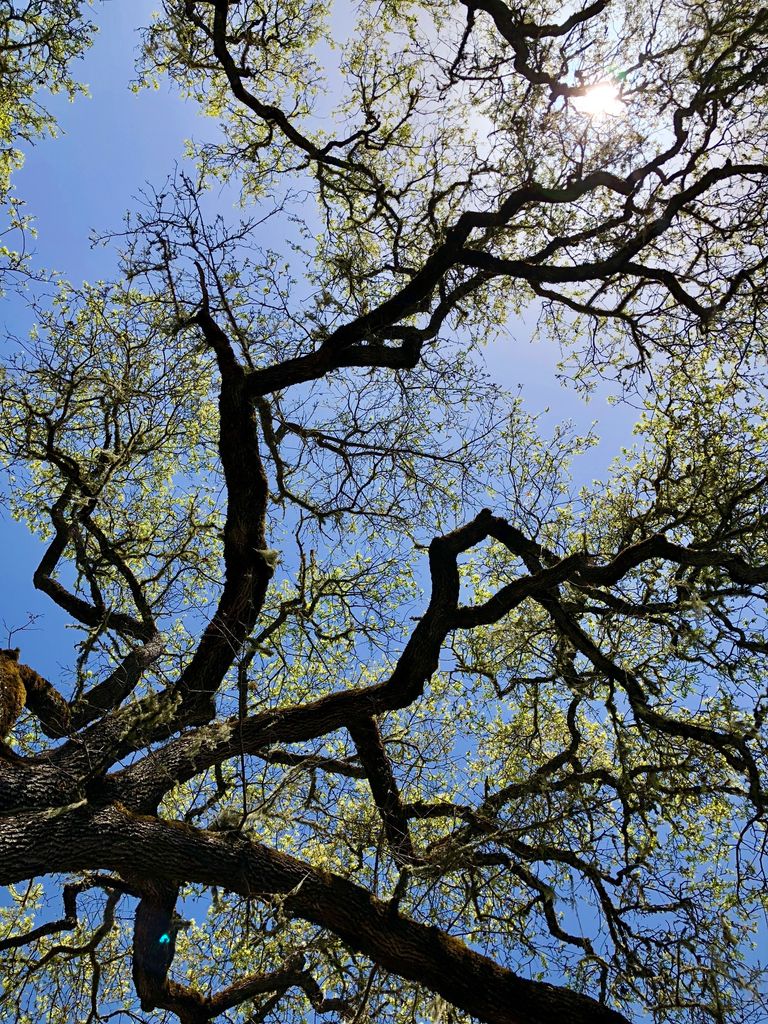 Time spent among trees is never wasted time. 
Happy Arbor Day from this beauty at our McNab Ranch! #arborday