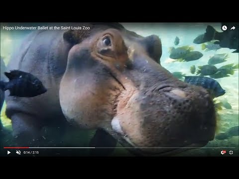 luvagingparents's tweet photo. Hippo Underwater Ballet at the Saint Louis Zoo - VIDEO-> https://t.co/EoAn3ddDVY https://t.co/UiDe4KoW87