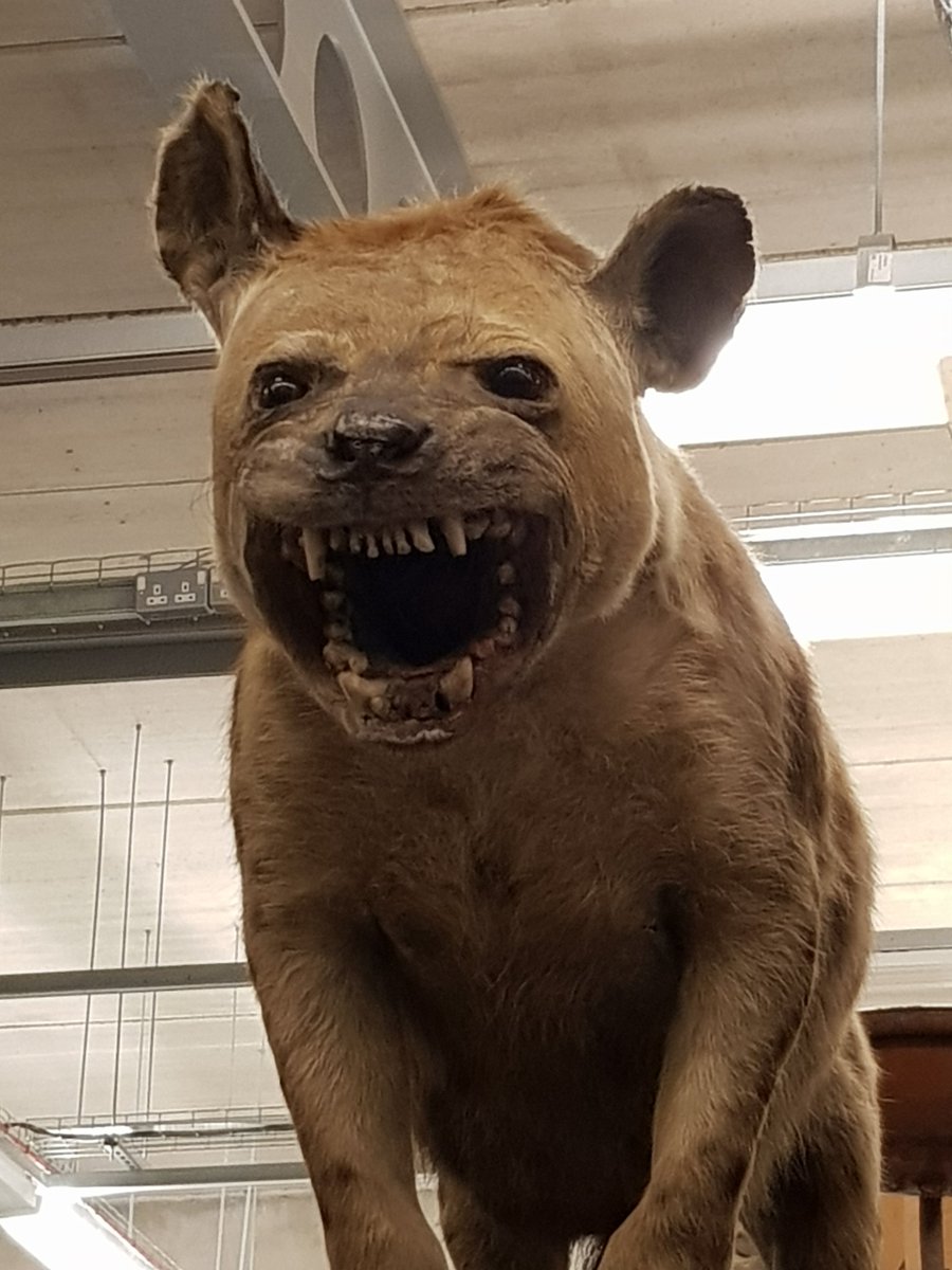 TheMuseumOfLiz's tweet photo. This is what two days of talking about #naturalhistory #museums does to you... #NatSCA2018 https://t.co/AKJxHkcAkg
