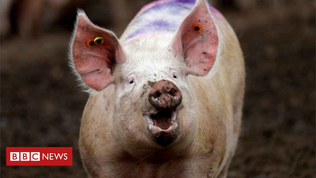 Artur25512's tweet image. Ethics debate as pig brains kept alive without a body