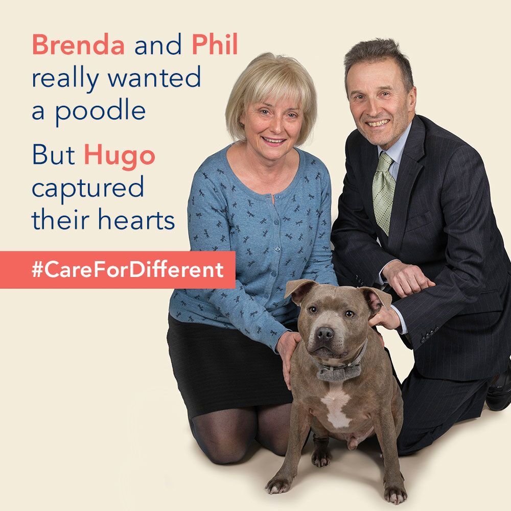 RSPCADerby's tweet photo. When choosing a companion, pick a personality. Brenda and Phil did. https://t.co/7DQ23ebzaT #CareForDifferent #TakeMeHome https://t.co/i68kNrc7v7