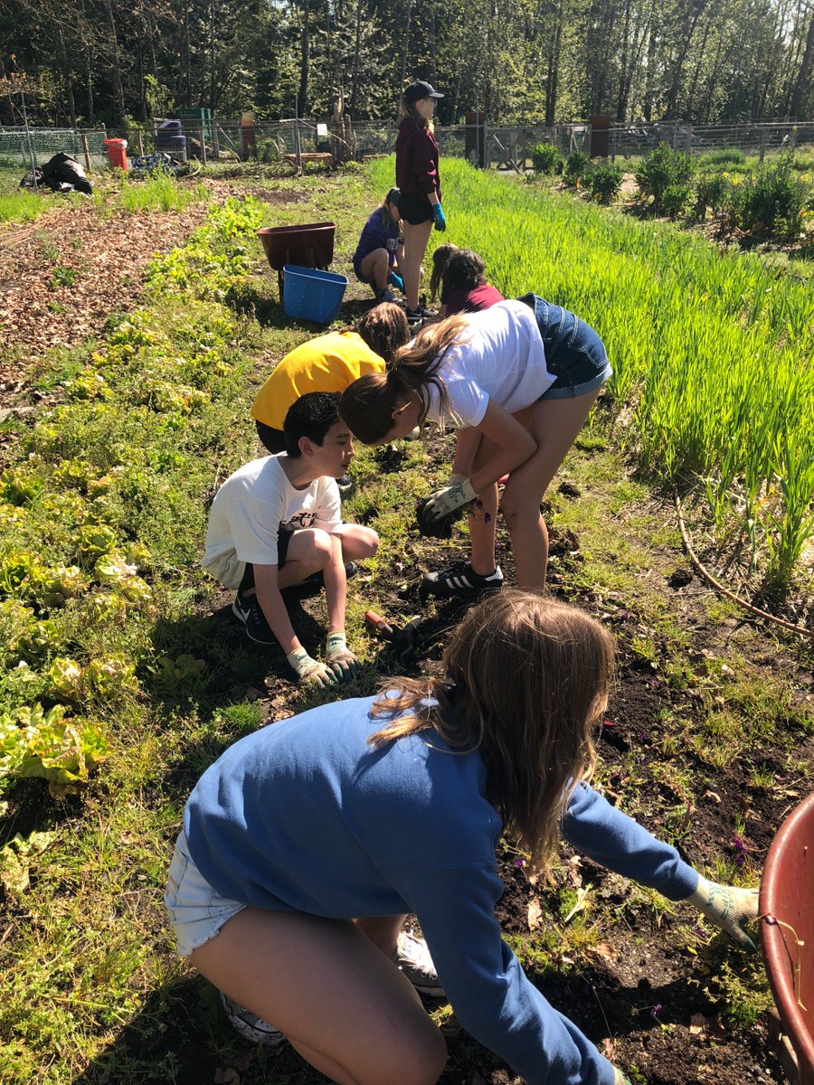 KaitlynHamner's tweet photo. Gr7 students get outside &amp; give back to our local community as part of our citizenship studies. Proud of their hard work &amp; thankful for the sunshine! ☀️ #nvsd44 https://t.co/9JC8GRV07U