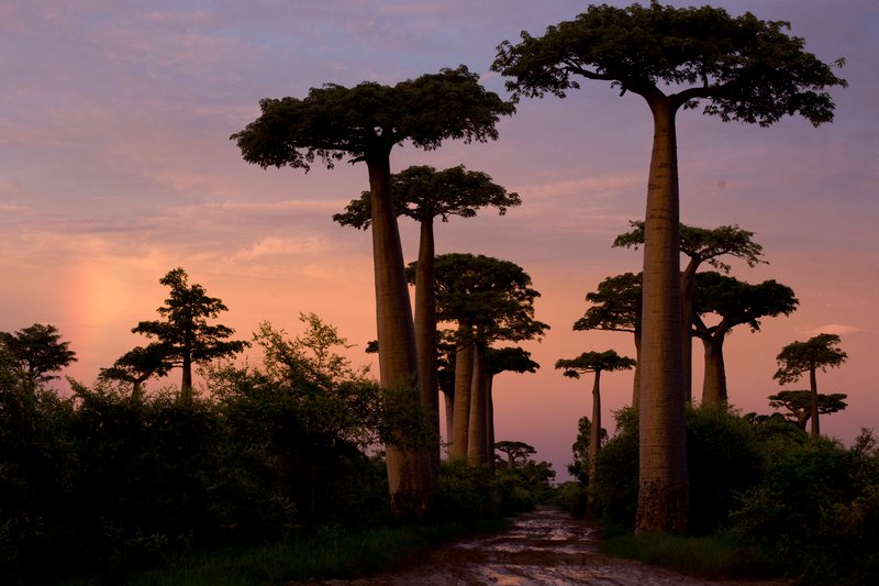 GallivanterH's tweet photo. A visit to #Madagascar mainland must include a trip to see the "Avenue of the Baobabs."  A beautiful tree-lined avenue of these majestic trees. 

#gallivanterholidays #madagascar #baobab #adventuretravel https://t.co/iuUE4ve2Jq