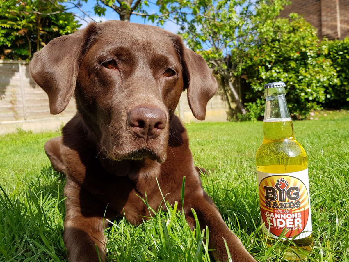GannonsCider's tweet photo. Looks who's back in bottle 😍🐕 https://t.co/8NfdQGnjFH