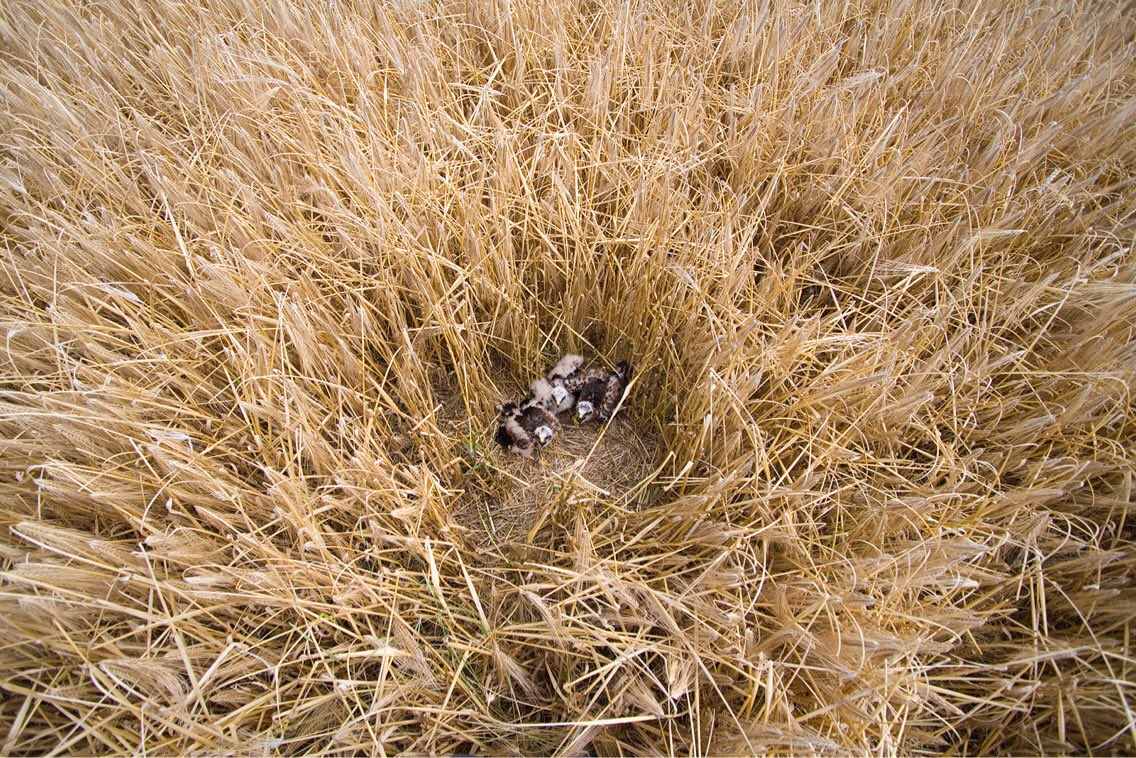 On #WorldMigratoryBirdDay please praise be to the Montagu’s Harrier ! Africa to Europe and back again.