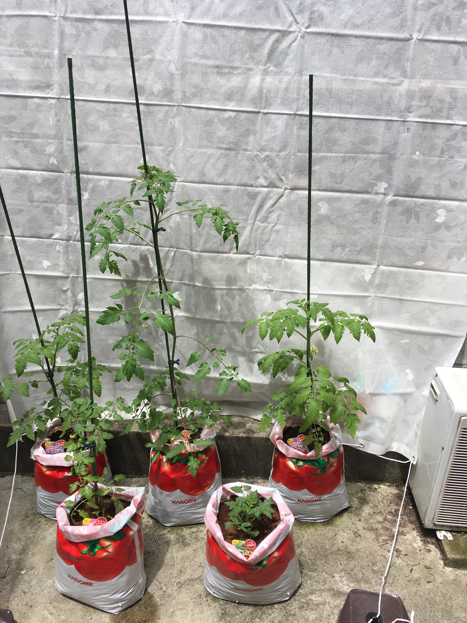 いかがかり Twitterissa ベランダトマト栽培 雨除けも完備しました トマト苗って可愛いです 500個のミニトマト収穫目指して頑張ります トマトの土 ベランダ トマト苗 プロトリーフ カゴメ あまたん あまぷる ぷるるん こあまちゃん
