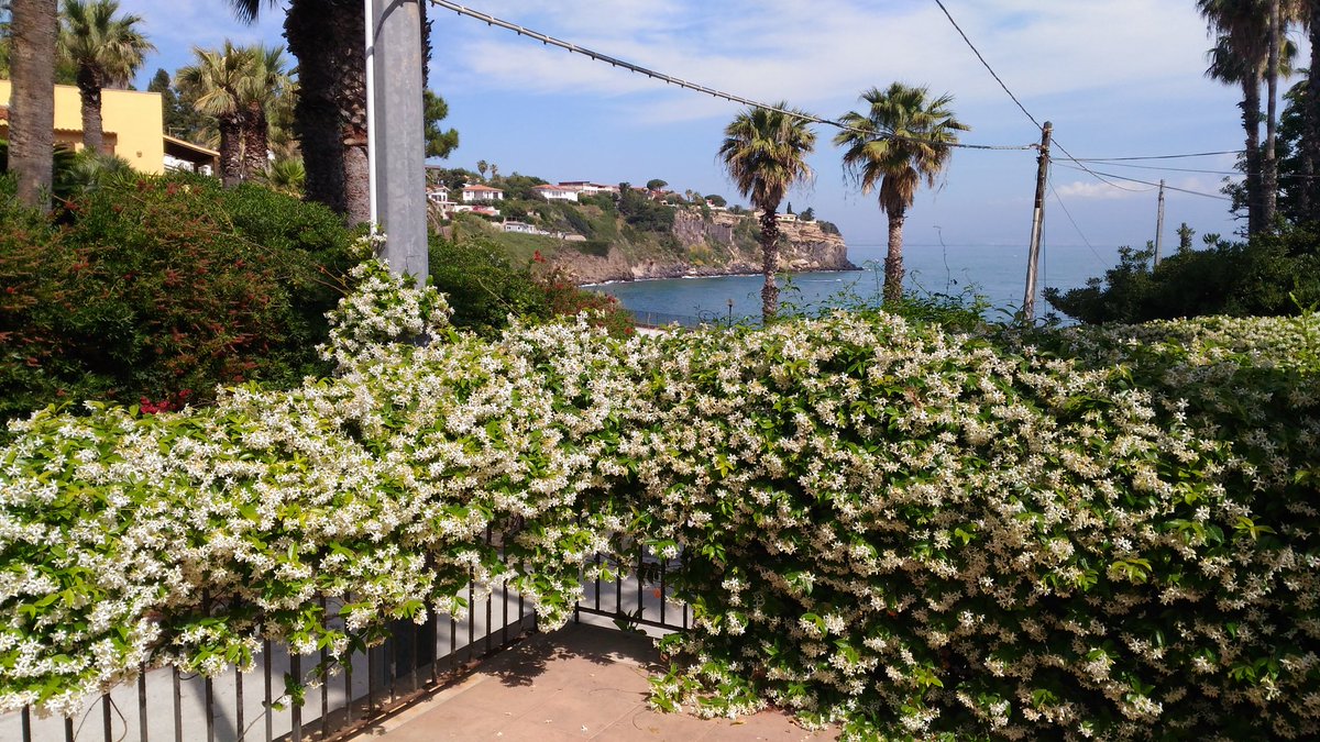 TeresaFerlito's tweet photo. Il mio balconcino fiorito #Arcile #Sicilia https://t.co/Ln89B8DmDj