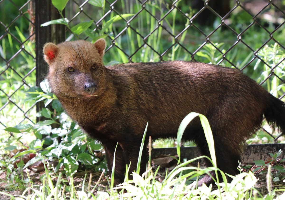 犬とノア 東山動植物園のヤブイヌは姉妹なのかな あんこときなこ 大きい方があんこ 名前もかわいい 犬とノア 東山動植物園のヤブイヌは姉妹なのかな あんこときなこ 大きい方があんこ 名前もかわいい