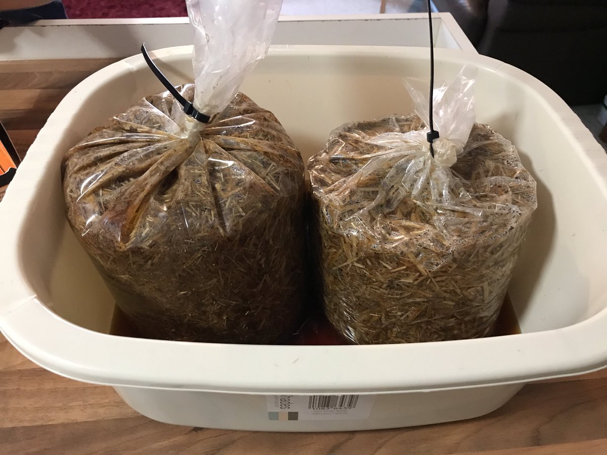 dandydan91's tweet photo. @GrowWildUK Pasteurisation executives have done their bit. Let the competition begin 🍄 https://t.co/VIwUXG70B5